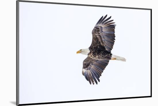 Mature bald eagle in flight at Ninepipe WMA, Ronan, Montana, USA-Chuck Haney-Mounted Photographic Print