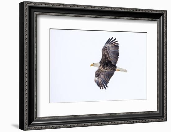 Mature bald eagle in flight at Ninepipe WMA, Ronan, Montana, USA-Chuck Haney-Framed Photographic Print