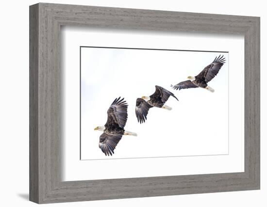 Mature bald eagle in flight sequence at Ninepipe WMA, Ronan, Montana, USA.-Chuck Haney-Framed Photographic Print