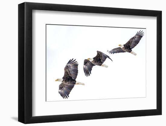 Mature bald eagle in flight sequence at Ninepipe WMA, Ronan, Montana, USA.-Chuck Haney-Framed Photographic Print