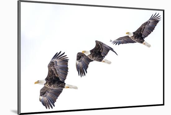 Mature bald eagle in flight sequence at Ninepipe WMA, Ronan, Montana, USA.-Chuck Haney-Mounted Photographic Print