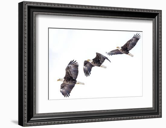 Mature bald eagle in flight sequence at Ninepipe WMA, Ronan, Montana, USA.-Chuck Haney-Framed Photographic Print