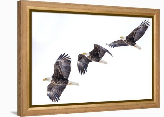 Mature bald eagle in flight sequence at Ninepipe WMA, Ronan, Montana, USA.-Chuck Haney-Framed Premier Image Canvas