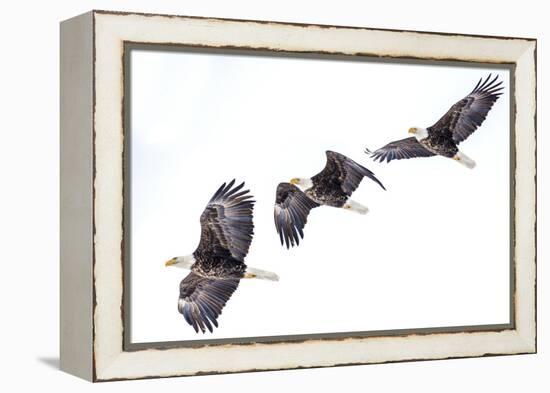 Mature bald eagle in flight sequence at Ninepipe WMA, Ronan, Montana, USA.-Chuck Haney-Framed Premier Image Canvas