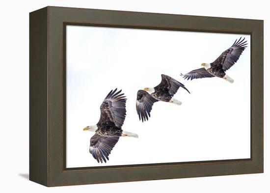 Mature bald eagle in flight sequence at Ninepipe WMA, Ronan, Montana, USA.-Chuck Haney-Framed Premier Image Canvas