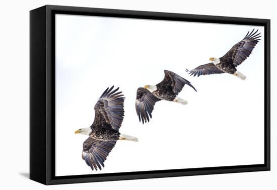 Mature bald eagle in flight sequence at Ninepipe WMA, Ronan, Montana, USA.-Chuck Haney-Framed Premier Image Canvas