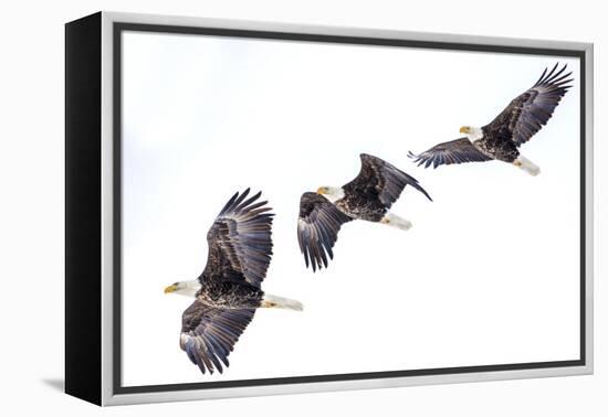 Mature bald eagle in flight sequence at Ninepipe WMA, Ronan, Montana, USA.-Chuck Haney-Framed Premier Image Canvas