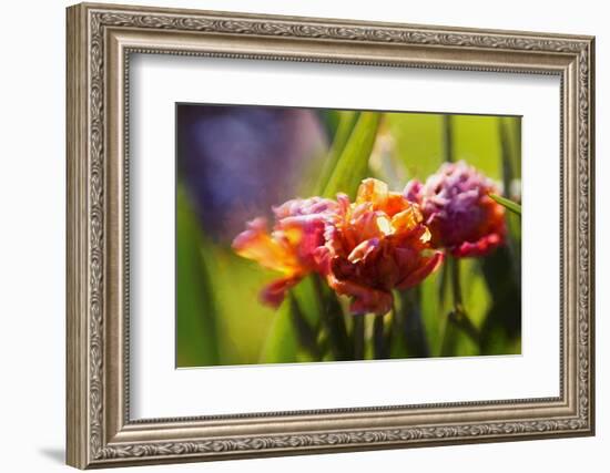 Mature beauty-Helen White-Framed Photographic Print