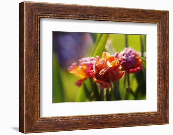 Mature beauty-Helen White-Framed Photographic Print