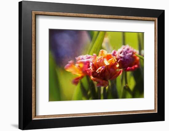 Mature beauty-Helen White-Framed Photographic Print