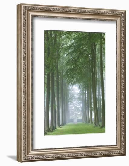 Mature Beech Tree Avenue, Cotswolds, Gloucestershire, England. Summer (June)-Adam Burton-Framed Photographic Print