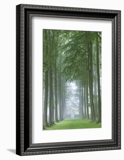 Mature Beech Tree Avenue, Cotswolds, Gloucestershire, England. Summer (June)-Adam Burton-Framed Photographic Print