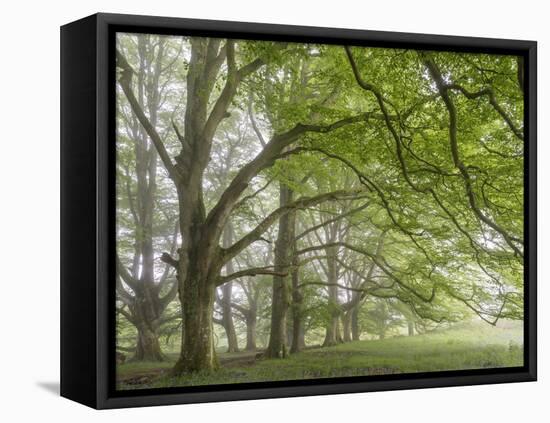 Mature beech trees in spring morning mist, Dartmoor National Park, Devon, England. Spring (May) 201-Adam Burton-Framed Premier Image Canvas