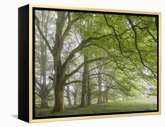 Mature beech trees in spring morning mist, Dartmoor National Park, Devon, England. Spring (May) 201-Adam Burton-Framed Premier Image Canvas