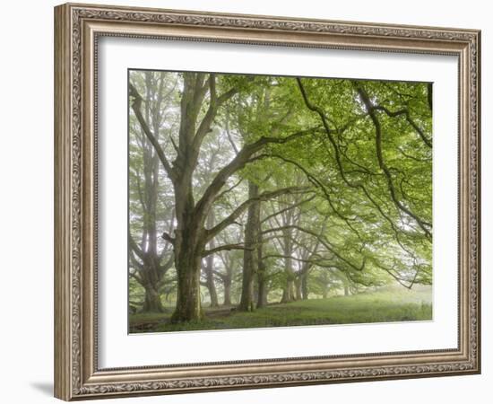 Mature beech trees in spring morning mist, Dartmoor National Park, Devon, England. Spring (May) 201-Adam Burton-Framed Photographic Print