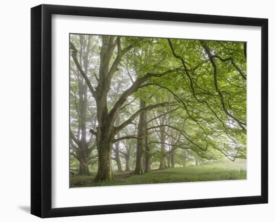 Mature beech trees in spring morning mist, Dartmoor National Park, Devon, England. Spring (May) 201-Adam Burton-Framed Photographic Print