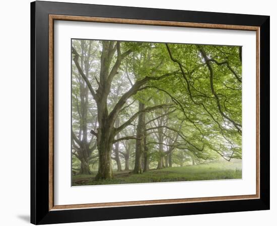 Mature beech trees in spring morning mist, Dartmoor National Park, Devon, England. Spring (May) 201-Adam Burton-Framed Photographic Print