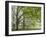 Mature beech trees in spring morning mist, Dartmoor National Park, Devon, England. Spring (May) 201-Adam Burton-Framed Photographic Print