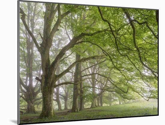 Mature beech trees in spring morning mist, Dartmoor National Park, Devon, England. Spring (May) 201-Adam Burton-Mounted Photographic Print