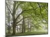 Mature beech trees in spring morning mist, Dartmoor National Park, Devon, England. Spring (May) 201-Adam Burton-Mounted Photographic Print