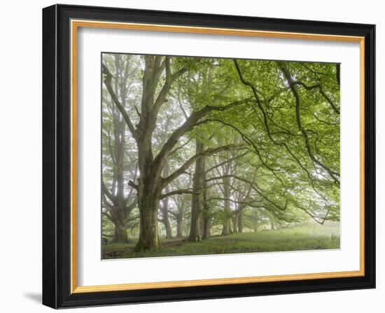 Mature beech trees in spring morning mist, Dartmoor National Park, Devon, England. Spring (May) 201-Adam Burton-Framed Photographic Print