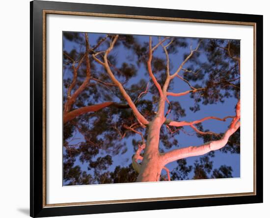 Mature Lemon Scented Gum Trees Perth, Western Australia, Australia-Peter Adams-Framed Photographic Print