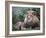 Mature Male Lion at the Africat Foundation in Namibia-Julian Love-Framed Photographic Print