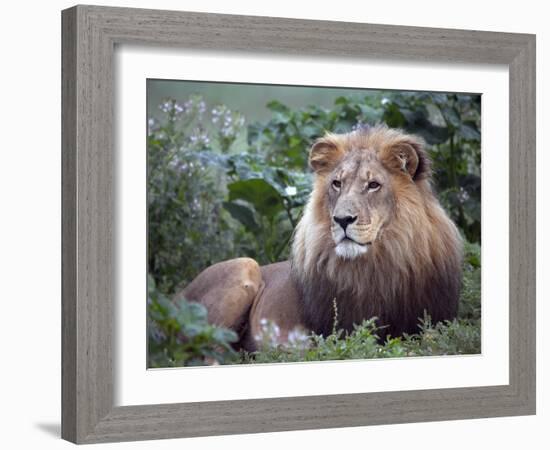 Mature Male Lion at the Africat Foundation in Namibia-Julian Love-Framed Photographic Print