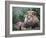 Mature Male Lion at the Africat Foundation in Namibia-Julian Love-Framed Photographic Print