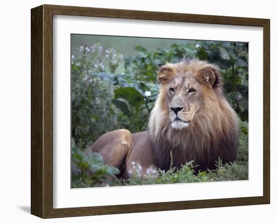 Mature Male Lion at the Africat Foundation in Namibia-Julian Love-Framed Photographic Print