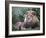 Mature Male Lion at the Africat Foundation in Namibia-Julian Love-Framed Photographic Print