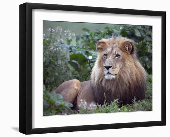 Mature Male Lion at the Africat Foundation in Namibia-Julian Love-Framed Photographic Print