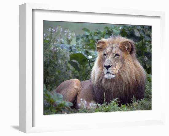 Mature Male Lion at the Africat Foundation in Namibia-Julian Love-Framed Photographic Print