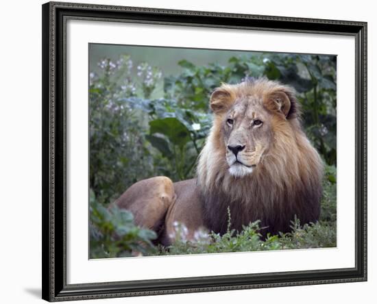 Mature Male Lion at the Africat Foundation in Namibia-Julian Love-Framed Photographic Print