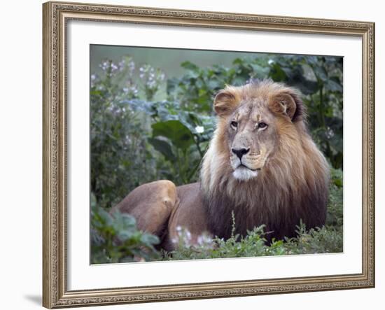 Mature Male Lion at the Africat Foundation in Namibia-Julian Love-Framed Photographic Print