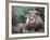 Mature Male Lion at the Africat Foundation in Namibia-Julian Love-Framed Photographic Print