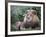 Mature Male Lion at the Africat Foundation in Namibia-Julian Love-Framed Photographic Print