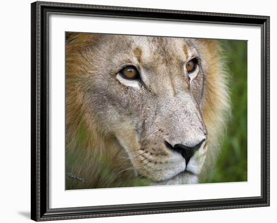 Mature Male Lion at the Africat Foundation in Namibia-Julian Love-Framed Photographic Print