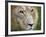 Mature Male Lion at the Africat Foundation in Namibia-Julian Love-Framed Photographic Print