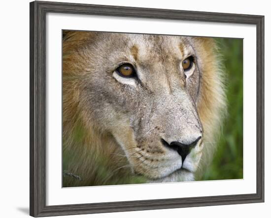 Mature Male Lion at the Africat Foundation in Namibia-Julian Love-Framed Photographic Print