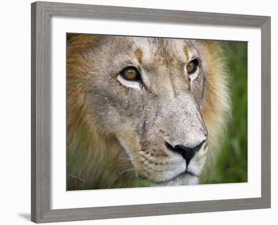 Mature Male Lion at the Africat Foundation in Namibia-Julian Love-Framed Photographic Print