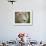 Mature Male Lion at the Africat Foundation in Namibia-Julian Love-Framed Photographic Print displayed on a wall