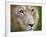 Mature Male Lion at the Africat Foundation in Namibia-Julian Love-Framed Photographic Print