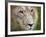 Mature Male Lion at the Africat Foundation in Namibia-Julian Love-Framed Photographic Print