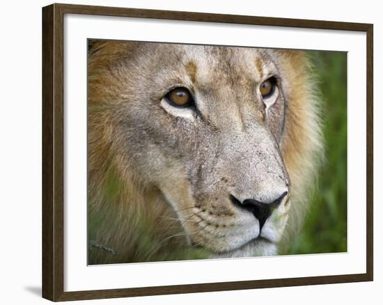 Mature Male Lion at the Africat Foundation in Namibia-Julian Love-Framed Photographic Print