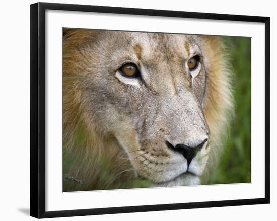 Mature Male Lion at the Africat Foundation in Namibia-Julian Love-Framed Photographic Print