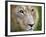 Mature Male Lion at the Africat Foundation in Namibia-Julian Love-Framed Photographic Print