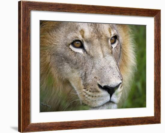 Mature Male Lion at the Africat Foundation in Namibia-Julian Love-Framed Photographic Print