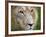 Mature Male Lion at the Africat Foundation in Namibia-Julian Love-Framed Photographic Print