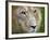 Mature Male Lion at the Africat Foundation in Namibia-Julian Love-Framed Photographic Print